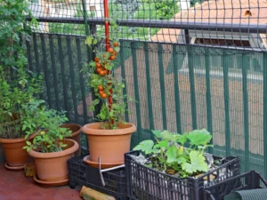 Small Space Vegetable Gardening