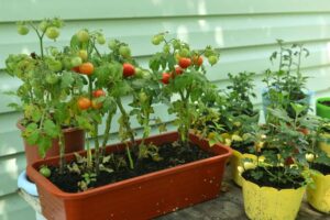 Small Space Vegetable Gardening