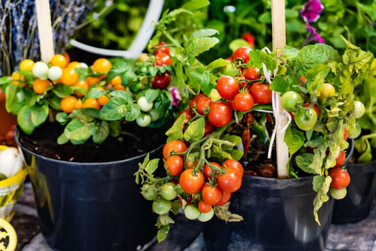 Small Space Vegetable Gardening