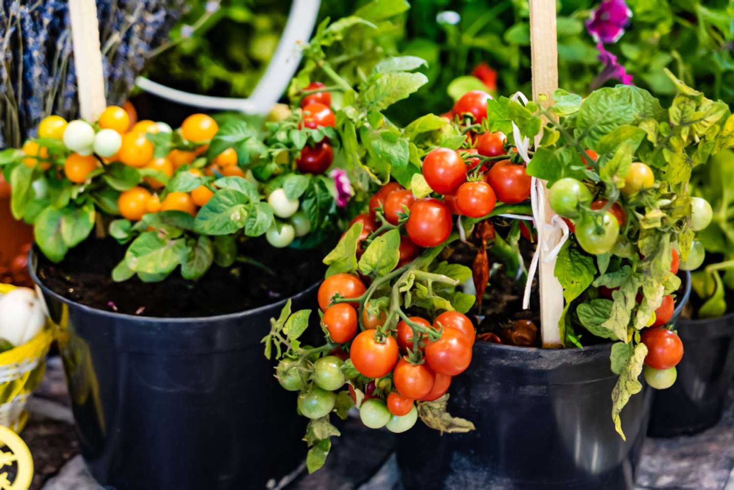 Small Space Vegetable Gardening